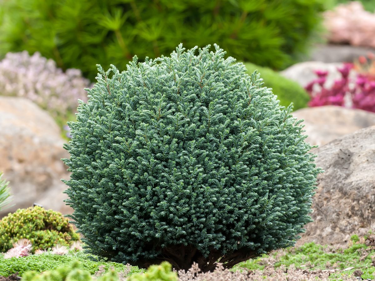 Chamaecyparis pisifera 'Blue Moon'